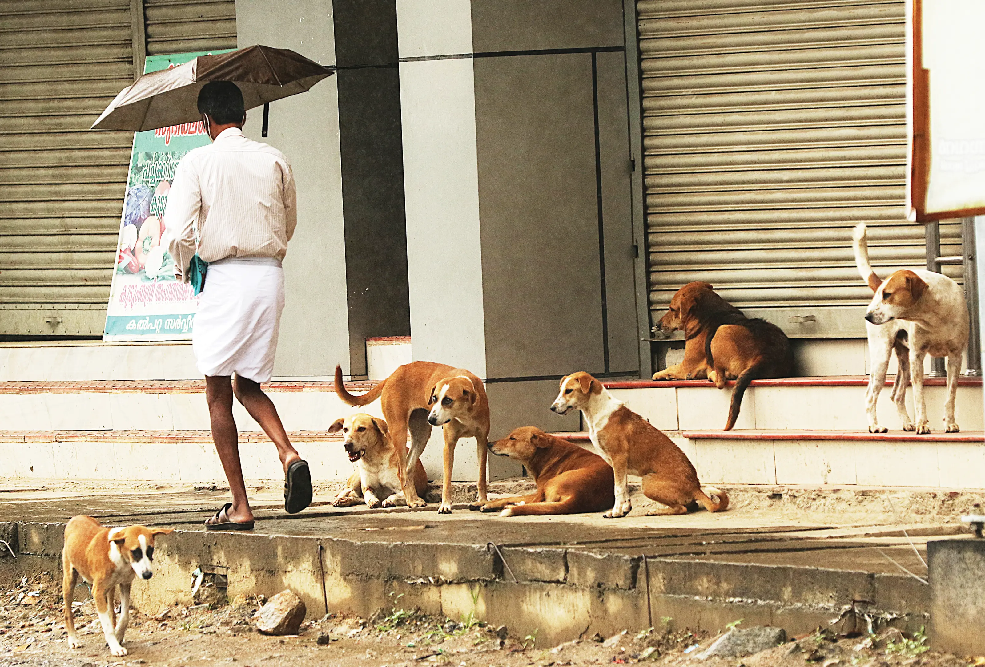 Stray Dogs | File Photo, Mathrubhumi