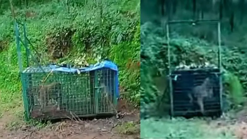 Tiger in the cage | Screengrab, MBI