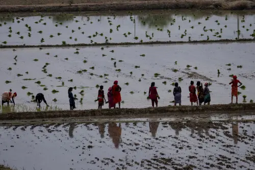 Farmers sow paddy saplings in a field on the outskirts of Lucknow in Uttar Pradesh | Photo: AP