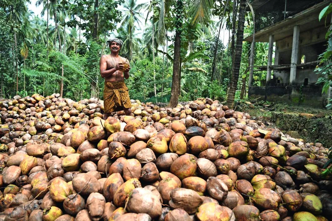 Temple 'coconut breaking' rituals hit by soaring prices in Kerala