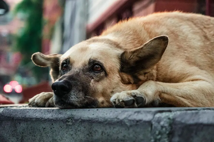 Hero dog saves 67 lives in Himachal landslide, prevents mass casualties