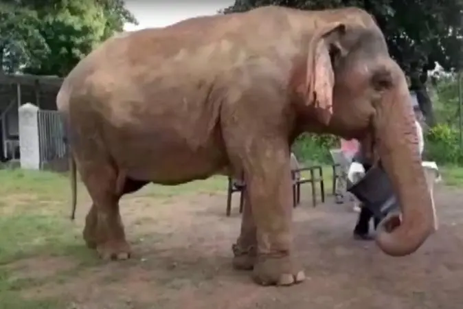 Asia's oldest elephant|photo: screen grab/youtube