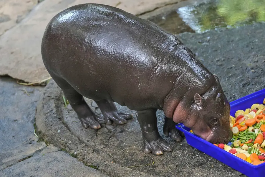Moo Deng, which turned one year old, eats food at the Khao Kheow Open Zoo in Chonburi province, Thailand