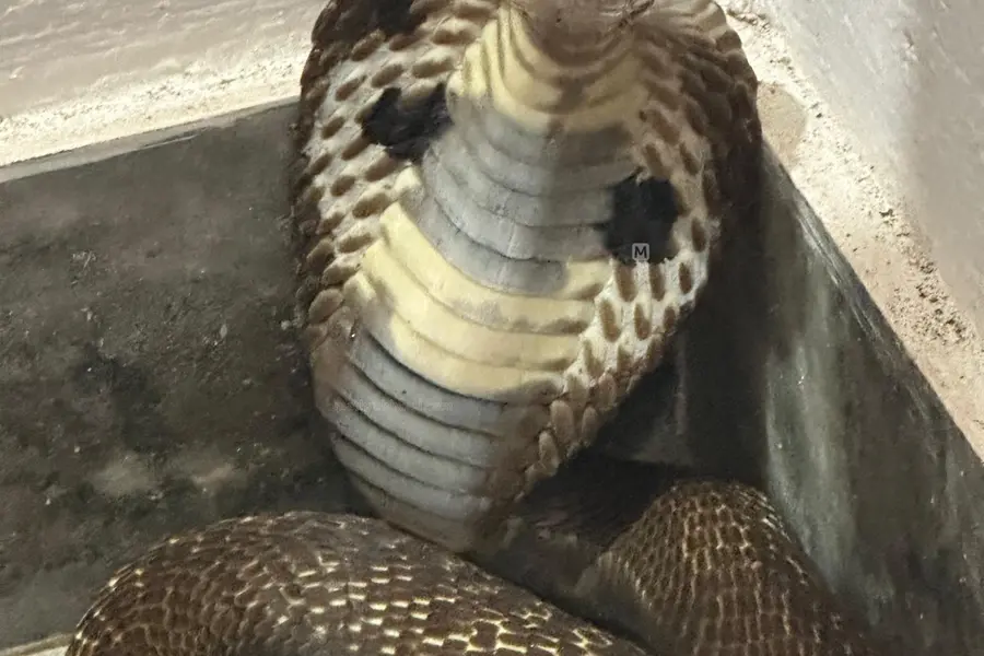 Kannur | Cobra enters bedroom; captured and released into forest
