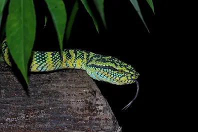 Sssimply Stunning! 10 Most Beautiful Snakes