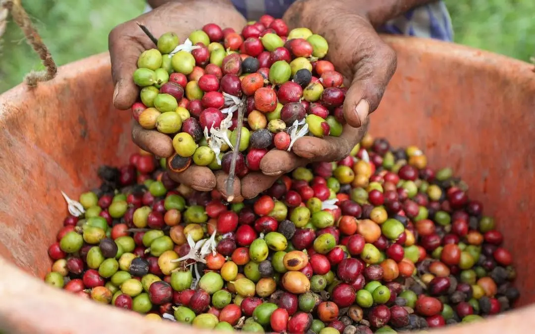 Coffee Beans | Mathrubhumi