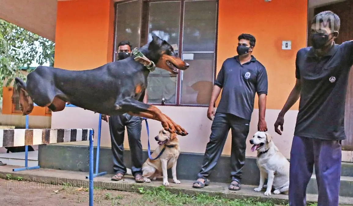 Dog training| Mathrubhumi