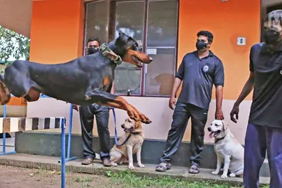 Kerala Police to train 38 puppies in-house for multi-role detection work