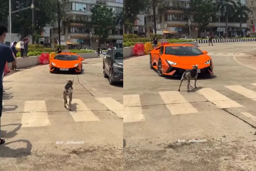 dog-lamborghini