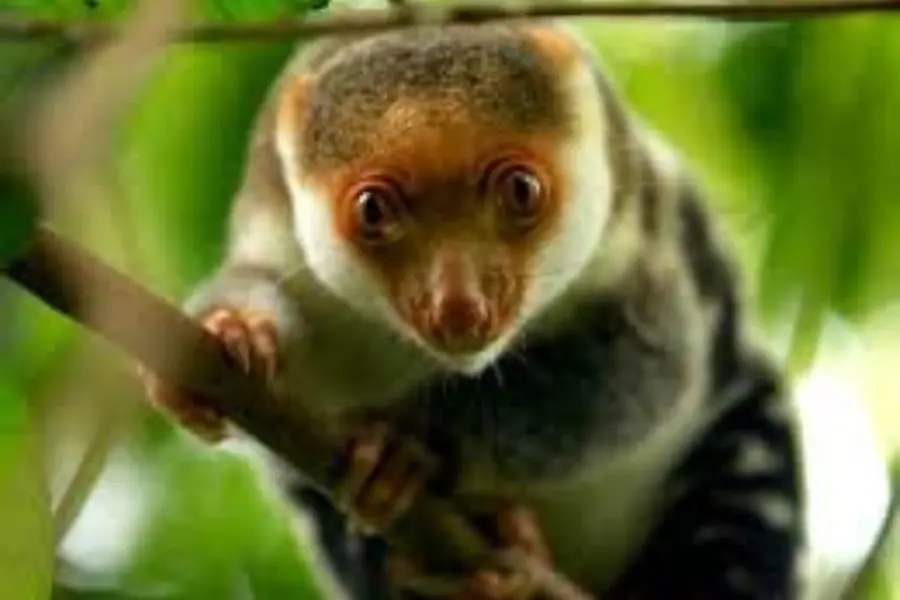 Exotic wildlife smuggling foiled at Kolkata Airport: Model caught with rare marsupials in luggage