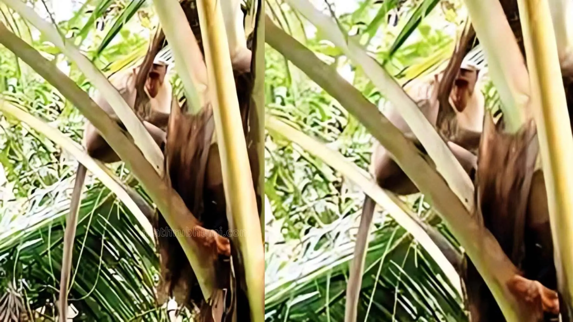 Monkey sitting on the tree top