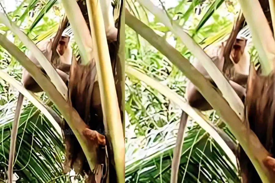 Thiruvalla: Monkey snatches new phone, leaves owner baffled, drops it after inspection