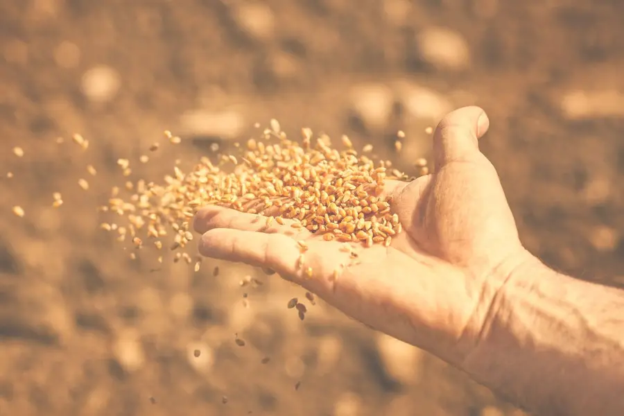 WATCH | Why are seeds raining over Kerala forests — can it curb wildlife conflict and boost afforestation?