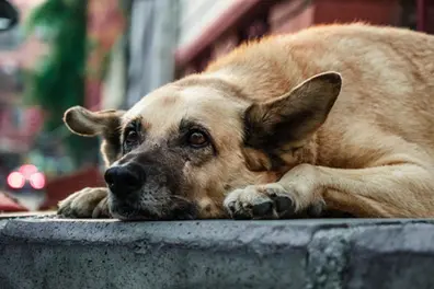Are stray dogs in Kerala a threat or just victims of a broken system?