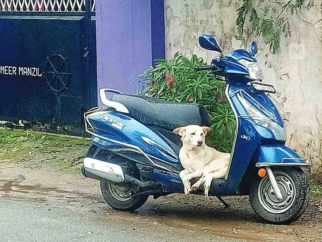 A stray dog sitting on the scooter parked in front of a house in Elappully Maniyeri | Mathrubhumi Web