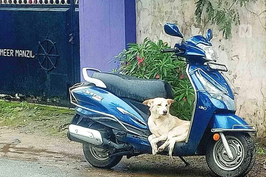 dog