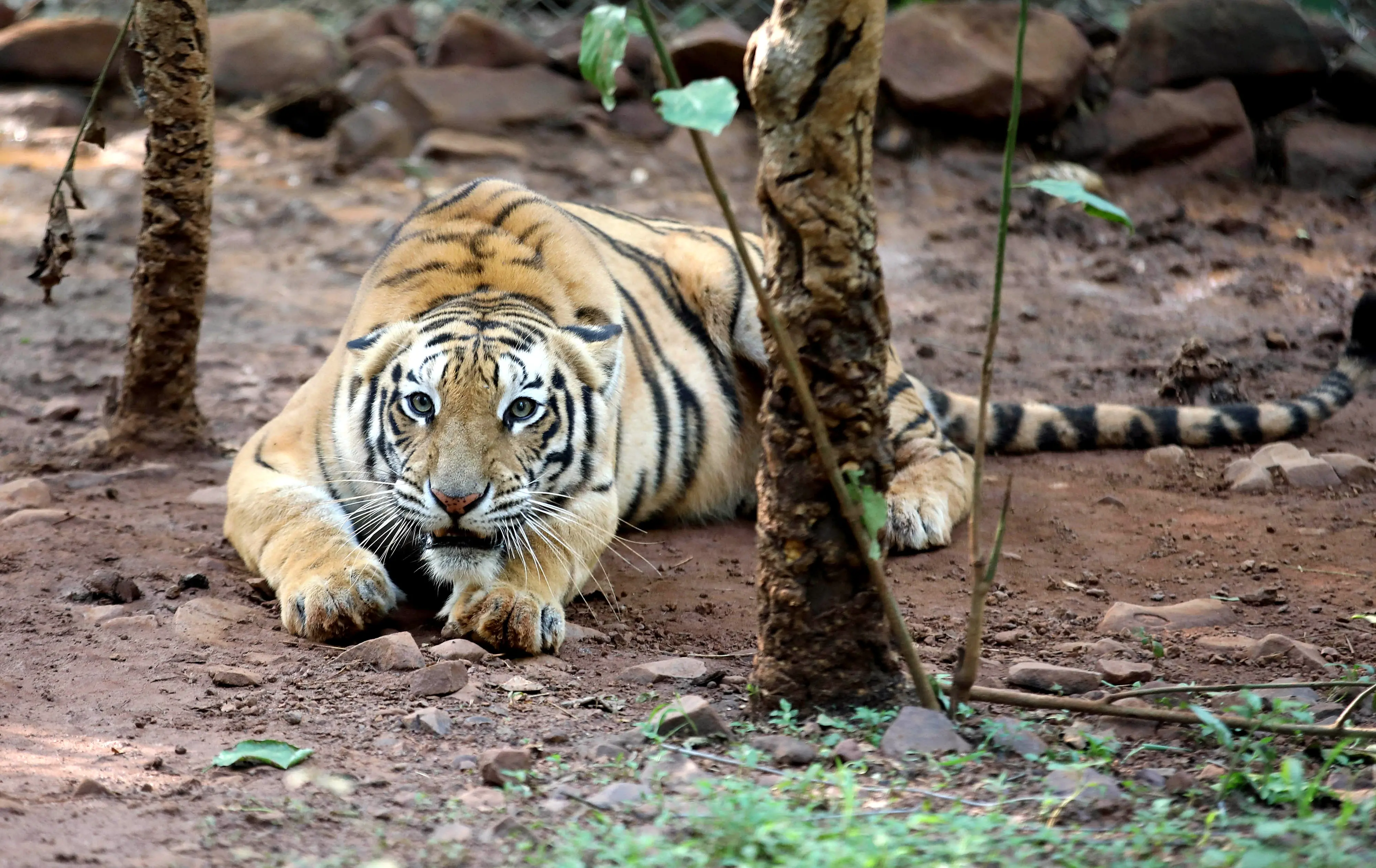 Representational Image. Photo: ANI/File