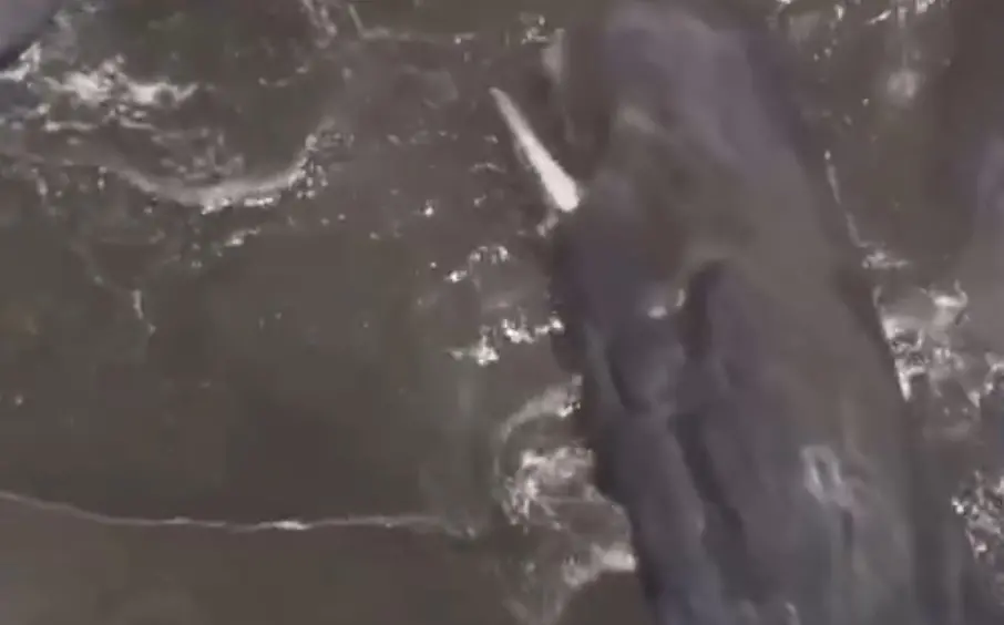 A screengrab of the video showing whales near the coast