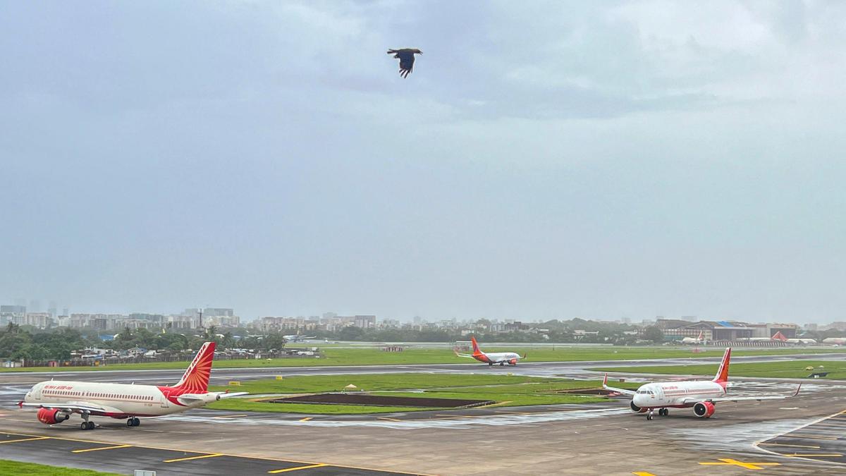 Bengaluru airport hit by most bird strikes in South India — here's what's  to blame
