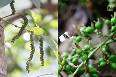 Kerala sees black pepper prices soar past Rs 650/kg, cardamom crosses Rs 3,120/kg – here’s why