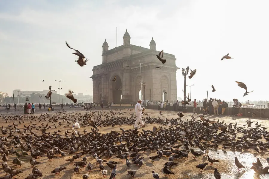 Feeding pigeons is now a punishable offence in Mumbai: Here’s why