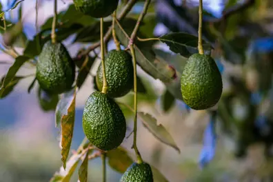 Kerala's Ambalavayal gets Avocado City tag; farmers earn ₹5,000 to ₹50,000 per plant