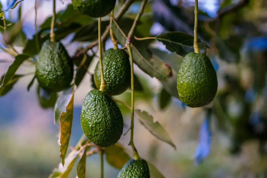 Avocado