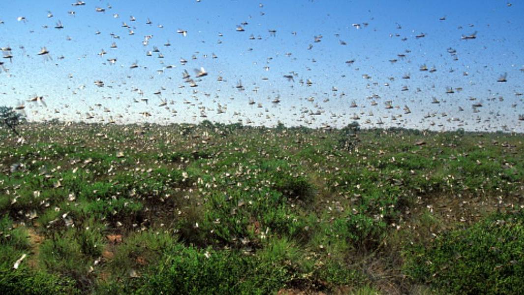 Pakastani Insects വെട്ടുകിളി ആക്രമണം: പാകിസ്താനില് അടിയന്തരാവസ്ഥ പ്രഖ്യാപിച്ചു | Mathrubhumi