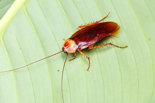 Cockroach Prajati മുക്കിലും മൂലയിലും ഒളിച്ചിരിക്കും തവിട്ടുകുപ്പായക്കാര്