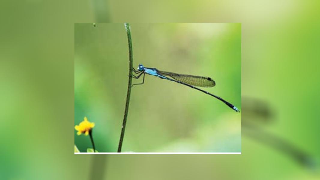 Praani Insect 'ചതുപ്പ് വിരിച്ചിറകനെ' കണ്ടെത്തി; 175 തുമ്പികള് ഇനി കേരളത്തിന് സ്വന്തം ...