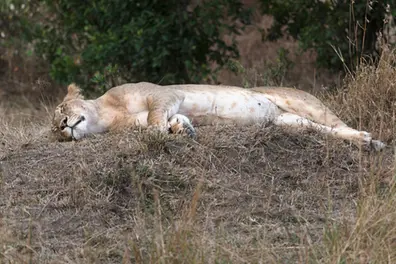 Lioness found dead in Gujarat; Suspected virus outbreak raises concern