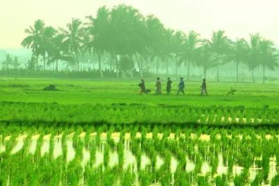 Poor crop insurance enrolment: Centre cracks whip as banks’ foul play too leaves Kerala farmers out