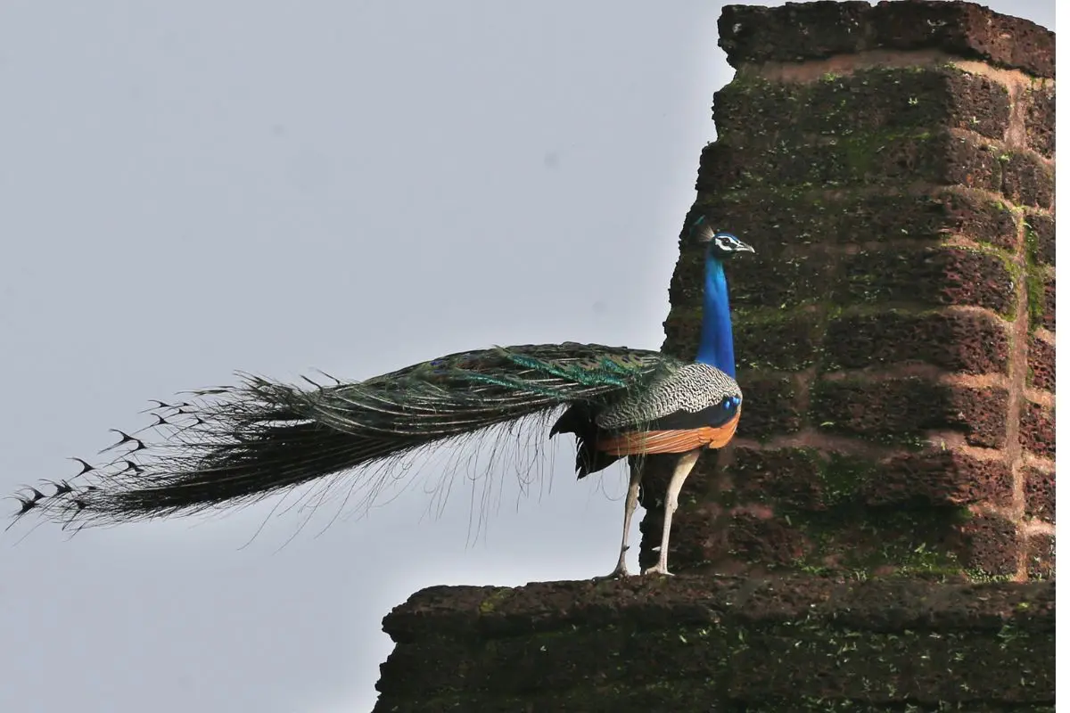 Peafowl often forage in farmland near water sources; if pesticides or poisoned bait meant for rodents or livestock were used, unintended wildlife casualties may result. Photo: MBI, Ramanath Pai