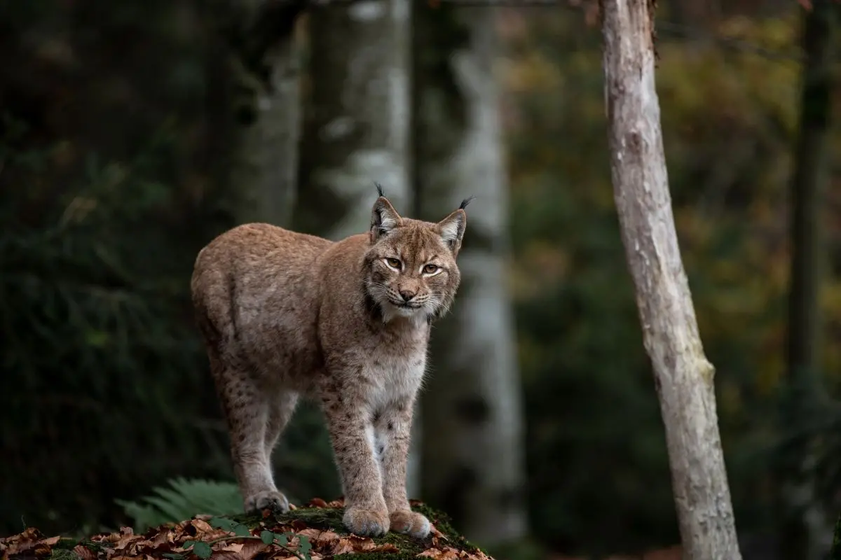 The smaller animals form an important part of the natural diet for many of the zoo's predators, particularly the Eurasian lynx | Representative image