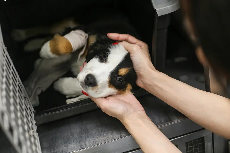 Vet alert: signs your dog may be seriously ill
