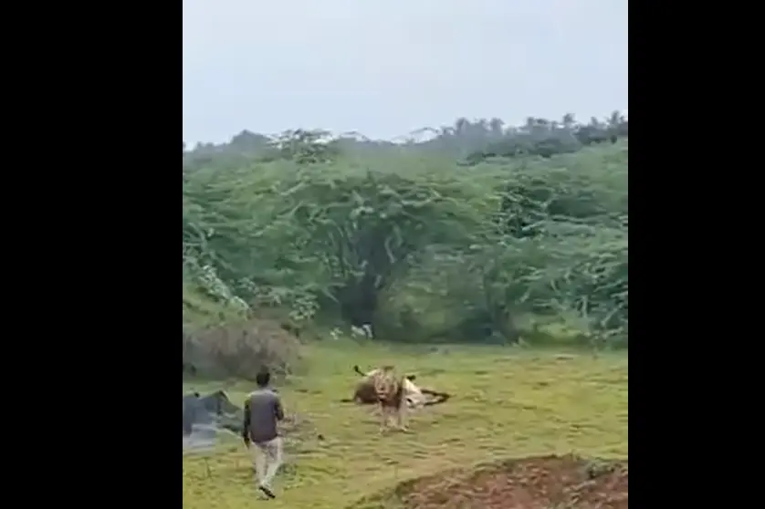 Viral VIDEO: Man's close call with lion in Gujarat sparks outrage and arrest