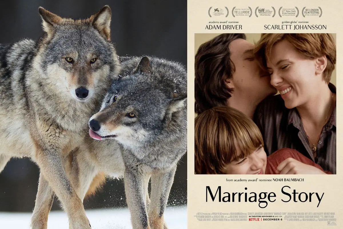 The idea is to associate human voices and presence with danger | Photo: Representative image of wolves, a poster for Marriage Story (IMDb)