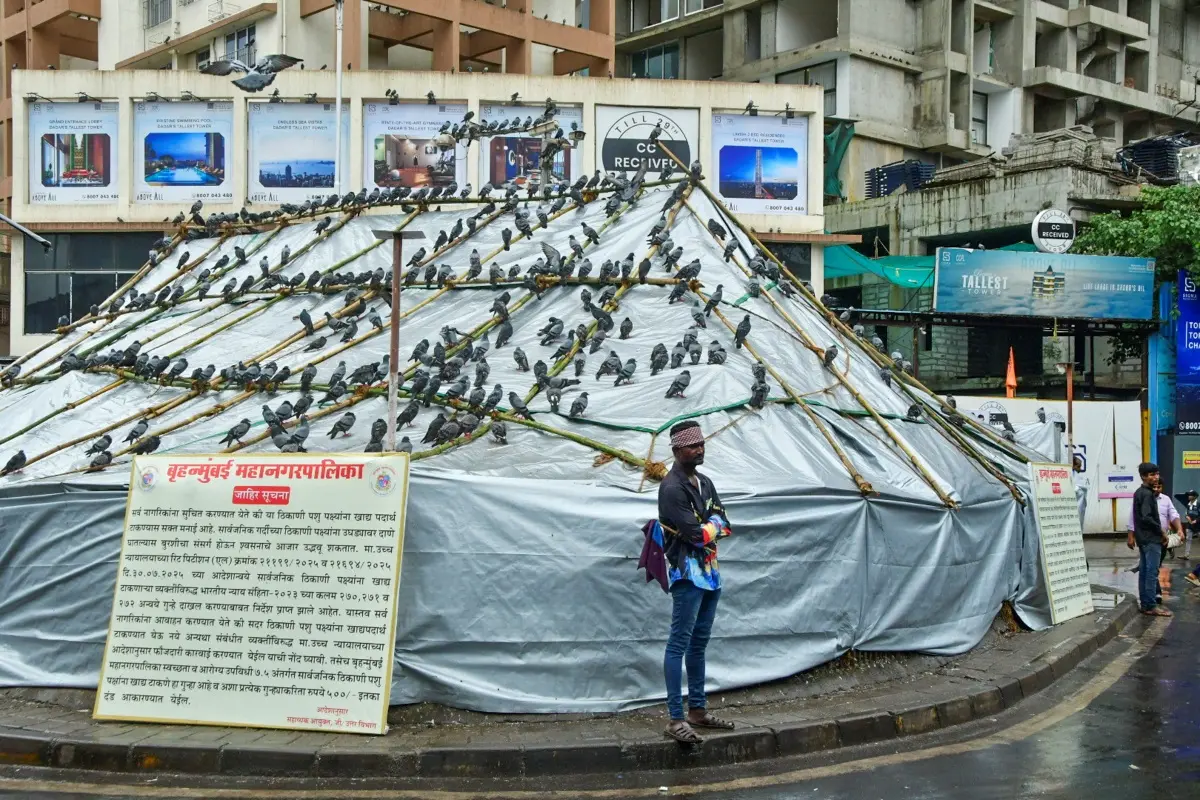 A man stands next to a 'kabutarkhana' (pigeon feeding area), covered in sheets by BMC in Mumbai | photo: PTI
