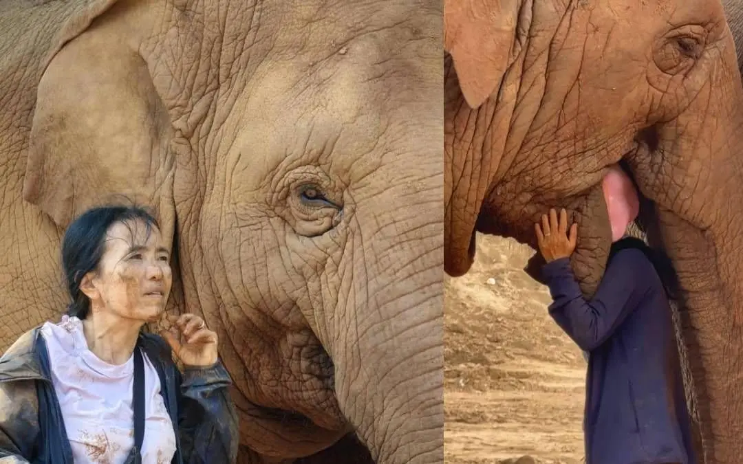 As Chailert sings, Faa Mai responds with a tender gesture, wrapping her trunk lovingly around Chailert and refusing to let her walk away | Photo: Facebook, Instagram/ @lek_chailert
