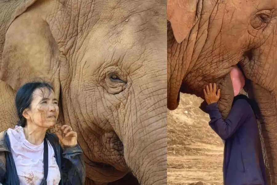 Viral video shows elephant refusing to let go of woman singing to her | WATCH