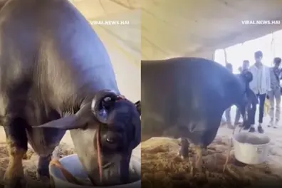 Meet Anmol, the buffalo that’s costlier than a Rolls-Royce: Here's what makes him special | VIDEO