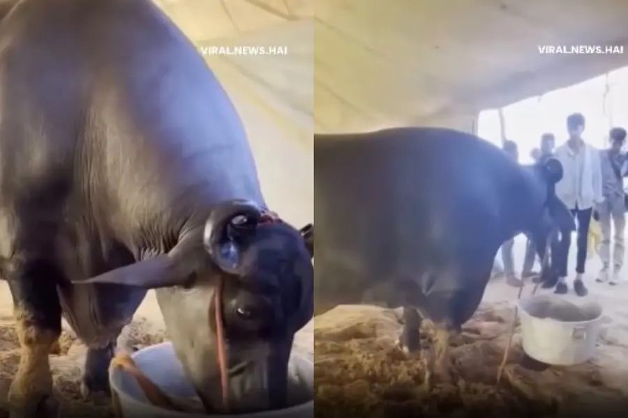 Meet Anmol, the buffalo that’s costlier than a Rolls-Royce: Here's what makes him special | VIDEO