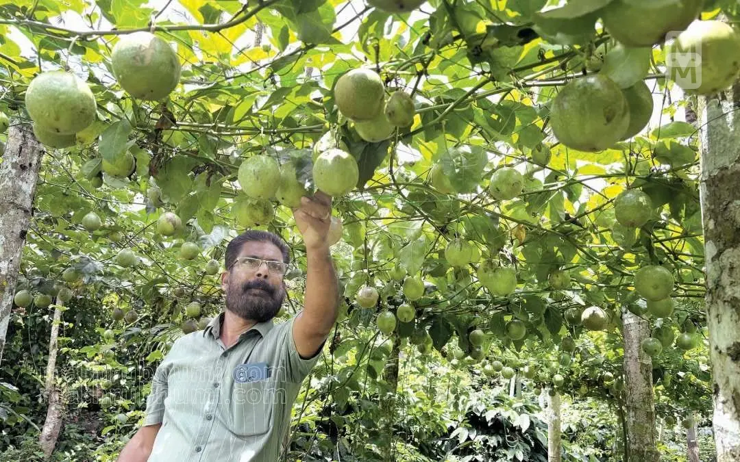 Thankachan in his Passion Fruit farm | Mathrubhumi