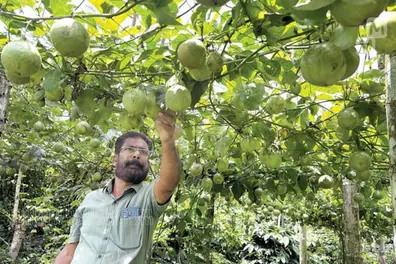 Wayanad farmers embrace passion fruit cultivation as prices rise
