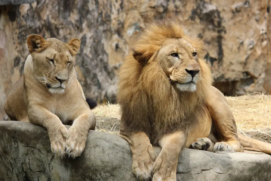 Lion