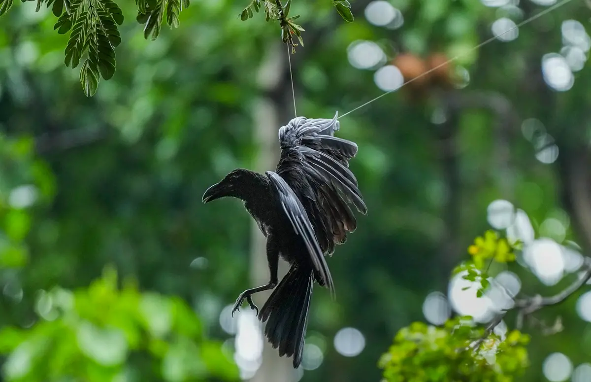 A crow gets entangled in 'Chinese manjha' (a kite-flying string covered with glass powder) hanging from a tree | Photo: PTI