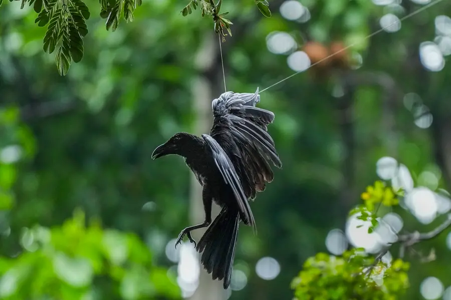 A crow gets entangled in 'Chinese manjha' (a kite-flying string covered with glass powder) hanging from a tree