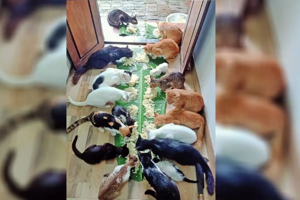 Cats feeding on the sumptous Kerala feast