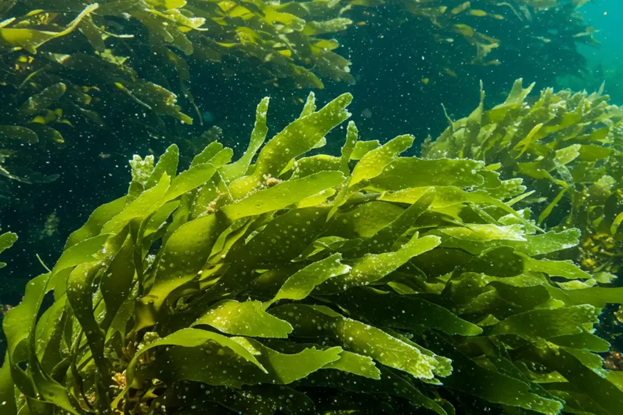 wakame