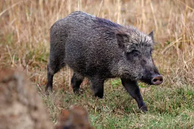 Wild animals can be killed if they enter human settlements; Kerala to bring amendment